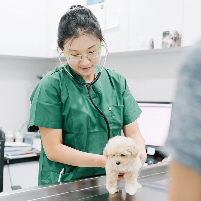Dr June Tan Frankel Veterinary Centre